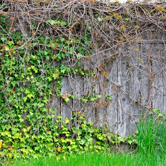 Vältä isoja kasveja Vältä isoja kasveja